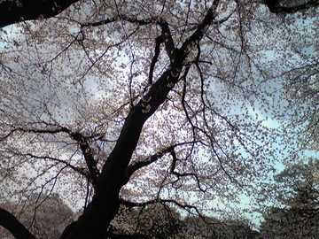 20080329sakura01.JPG