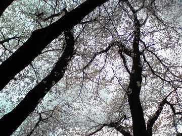 20080329sakura03.JPG