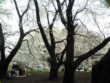 20080329sakura04.JPG