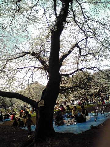 20080329sakura05.JPG