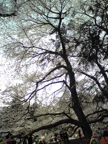 20080329sakura06.JPG