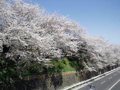 2011sakura.jpg