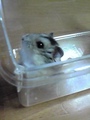 hamster1.jpg