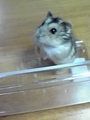 hamster3.jpg