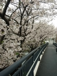 2016桜