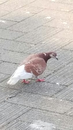 変わった色の鳩