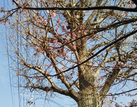 河津桜