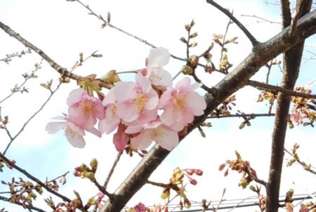 河津桜