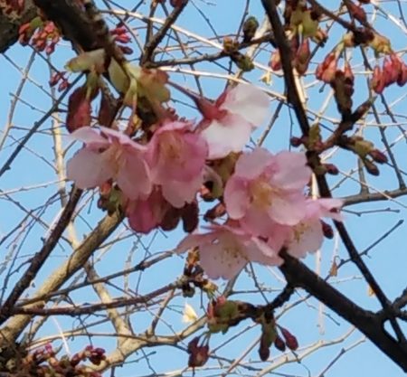 河津桜