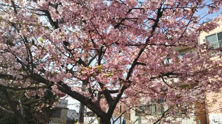 満開の河津桜