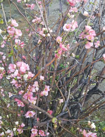 紅白の花