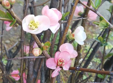 紅白の花