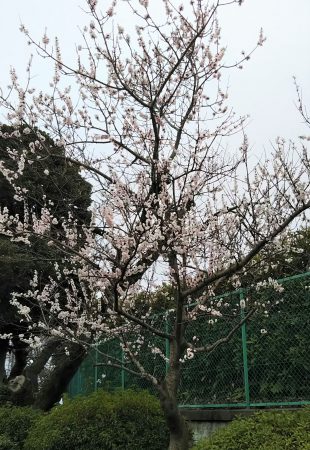 フライング桜