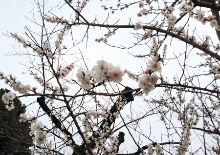 フライング桜