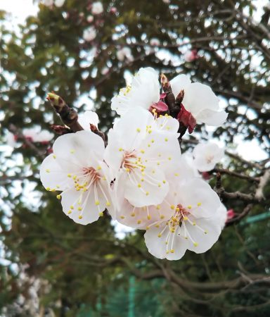 フライング桜