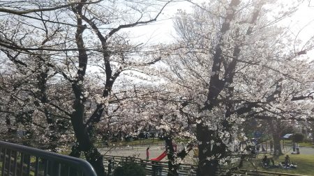 桜