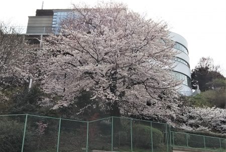 桜