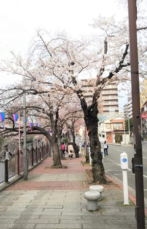 桜