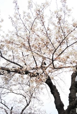 桜