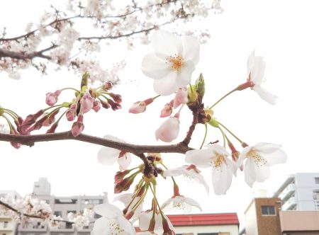 桜の花びら