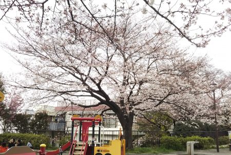 掃部山公園の桜