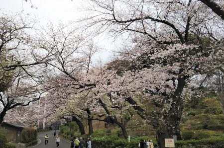 掃部山公園の桜