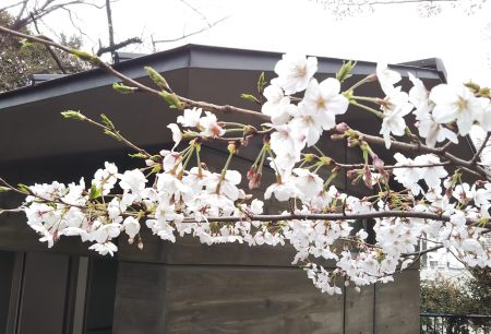 掃部山公園の桜