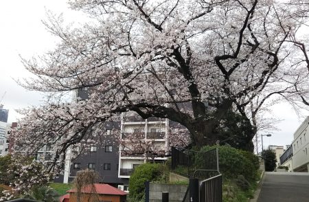 掃部山公園の桜