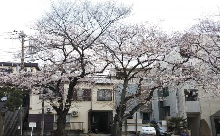 桜