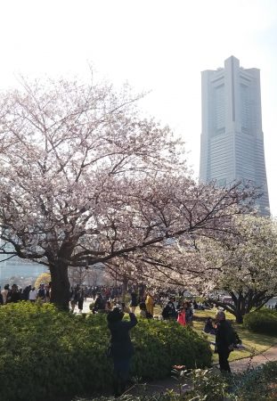 ランドマークタワーと桜