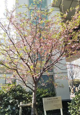 汽車ポッポの桜