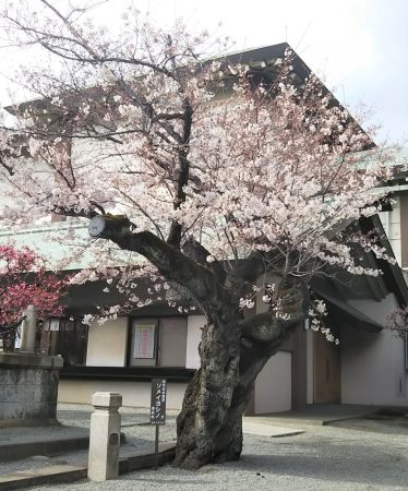 神社の桜