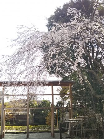 神社の桜