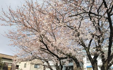 公園の桜