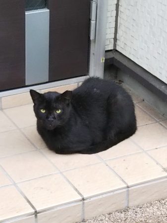 黒猫