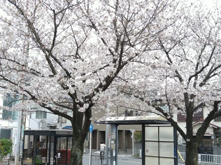 区役所の桜