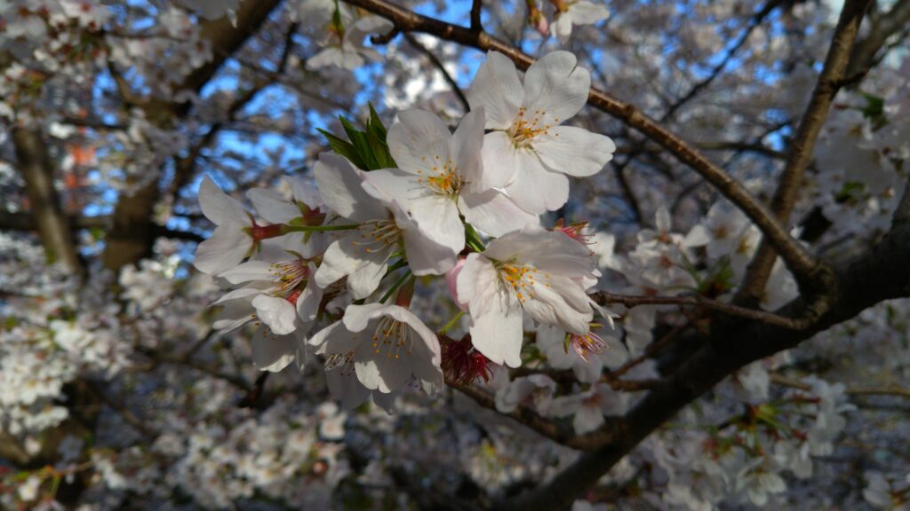 桜