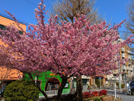 河津桜