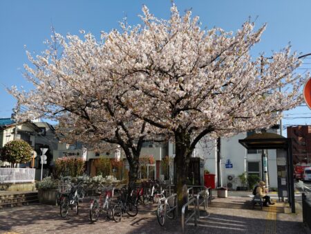 区役所の桜